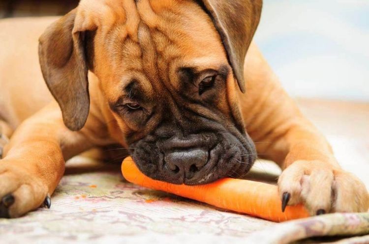 Le chien mange des carottes