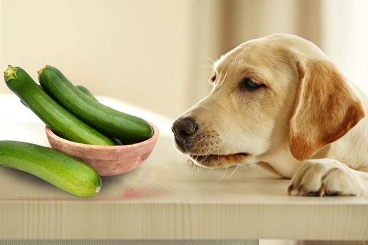 Le chien et la courgette