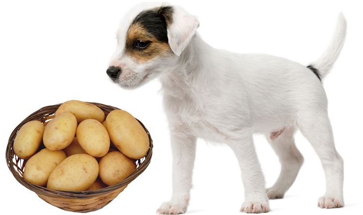 Le chien mange des pommes de terre