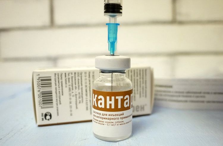 Injections de cantharen pour chiens