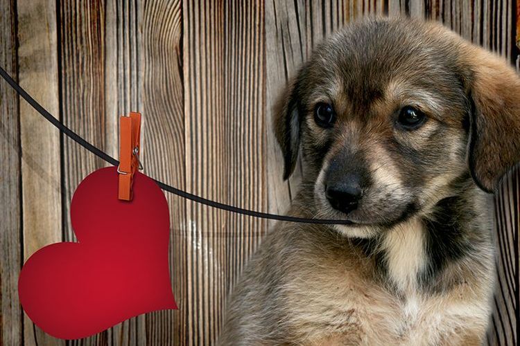 Un chiot avec un cœur entre les dents