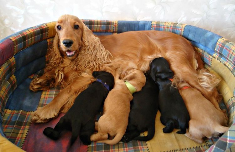 Épagneul allaitant des chiots