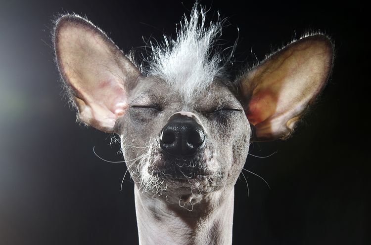 Chien chinois à crête