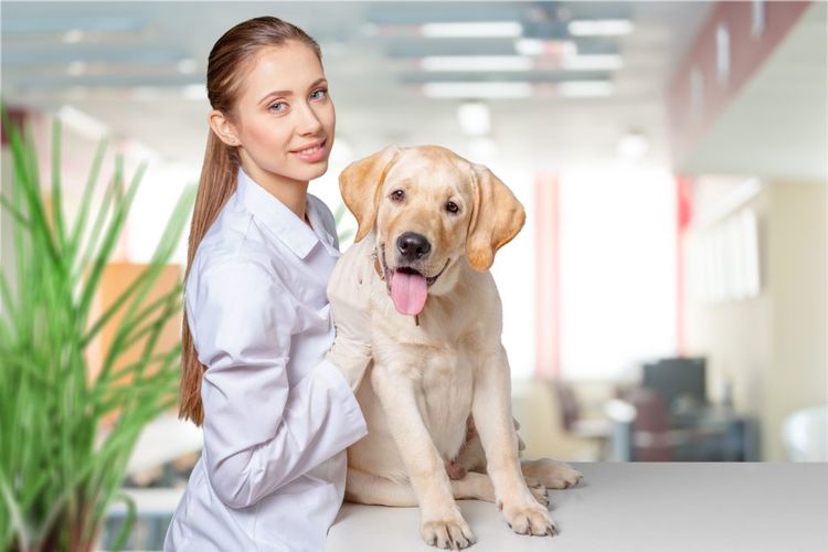 Chien chez le vétérinaire