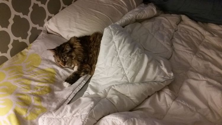 Un chat dort dans le lit d'une personne