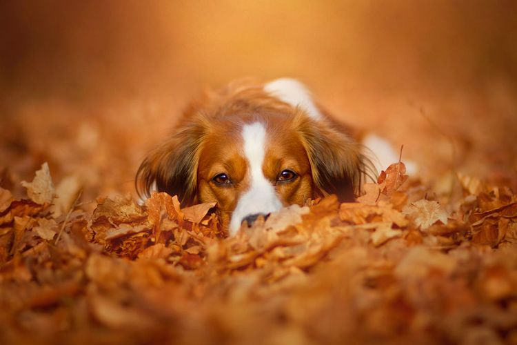 Chien dans les feuilles d'automne