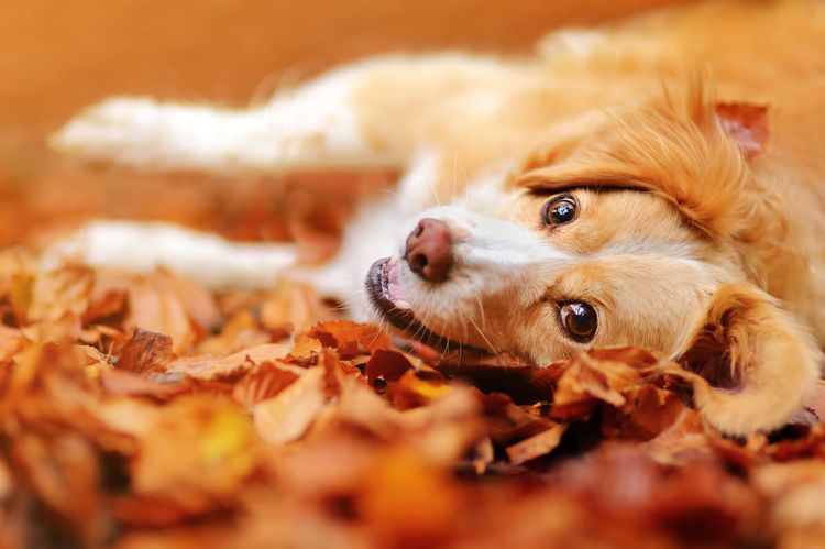 Un chien se roule dans les feuilles