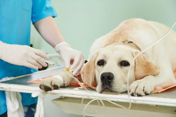 Un chien sous perfusion intraveineuse