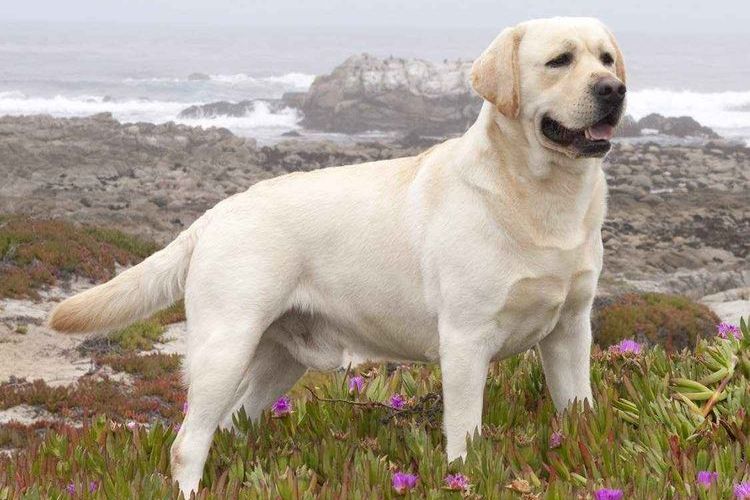 Labrador retriever