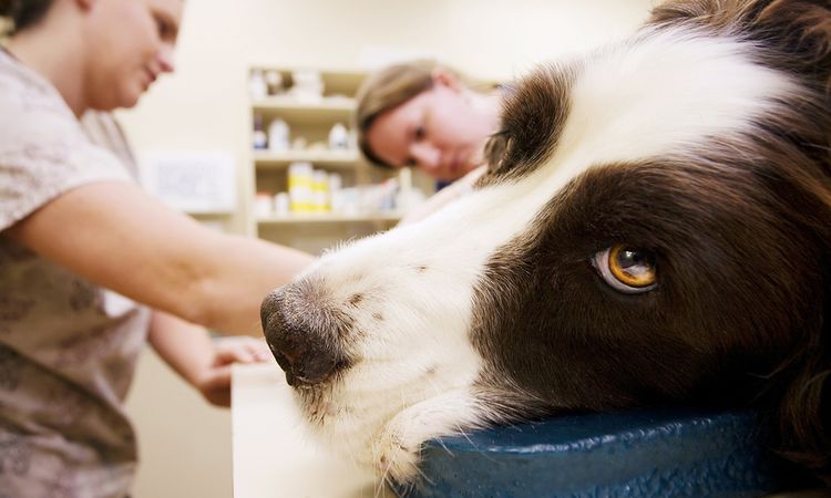 Un chien chez le médecin