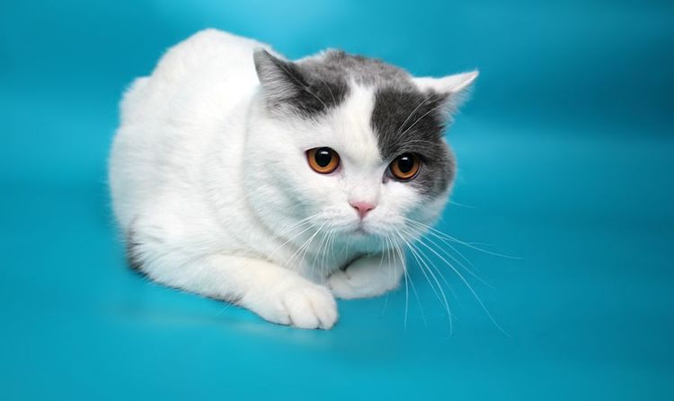 Tabby arlequin couleur