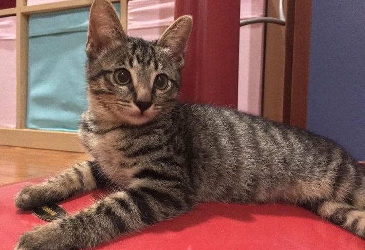 Tabby bringé (maquereau)