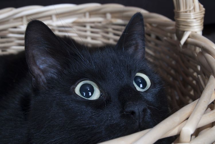 Un chat noir se cache dans un panier