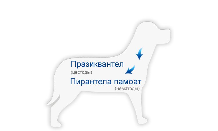 Ingrédient actif des médicaments anthelminthiques