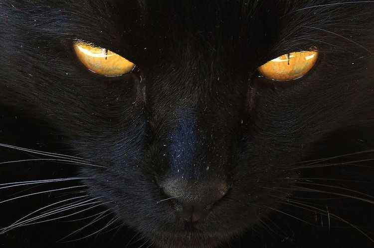 Un chat aux yeux jaunes