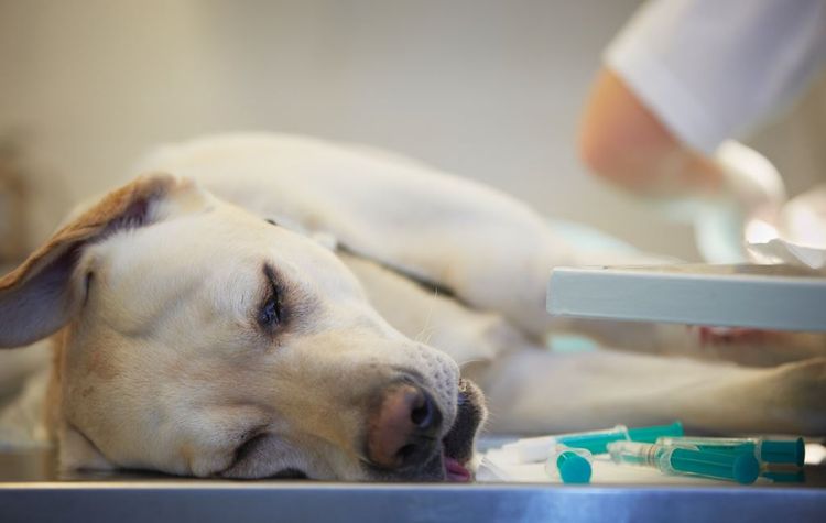 Symptômes d'empoisonnement chez le chien