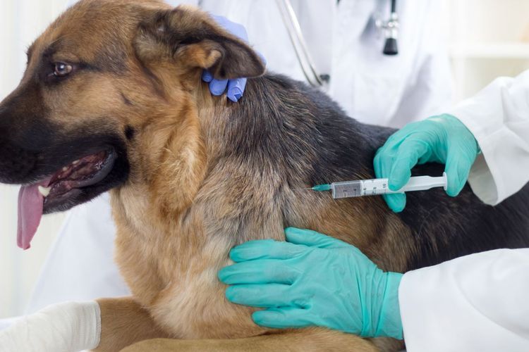 Injection intramusculaire chez le chien