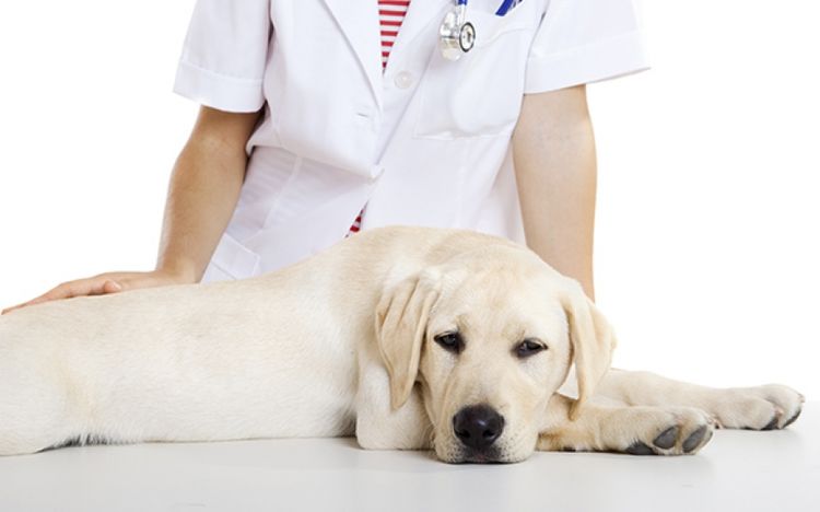 Examen vétérinaire