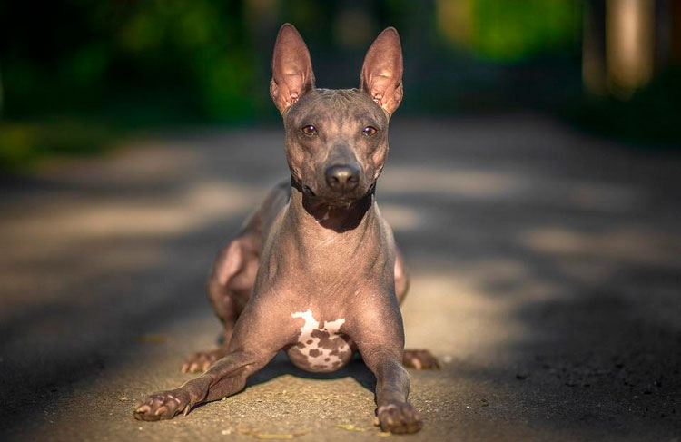 Terrier américain nu standard