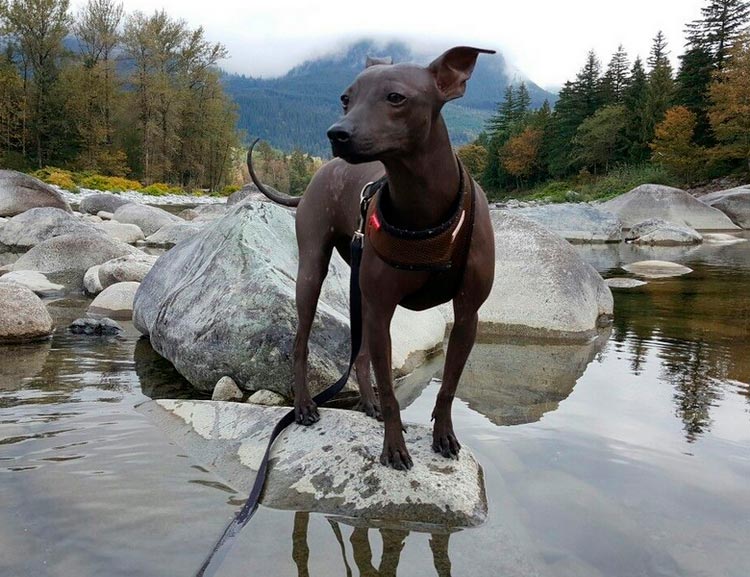 Terrier nu américain