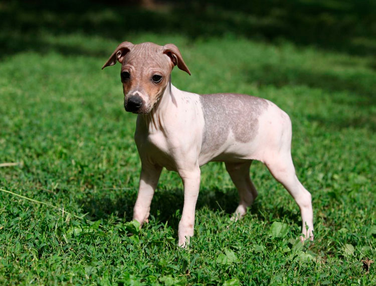 chiot American Hairless Terrier