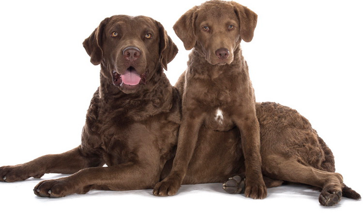 Photo d'un Chesapeake Bay Retriever