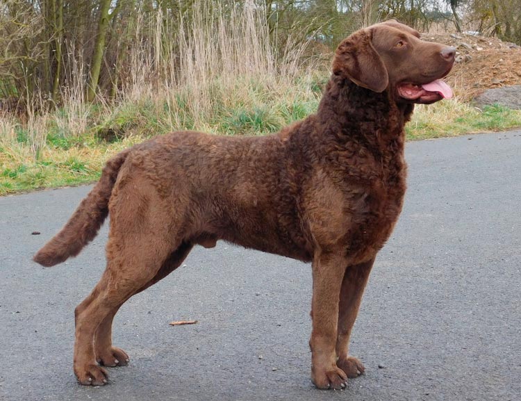 Standard du Chesapeake Bay Retriever