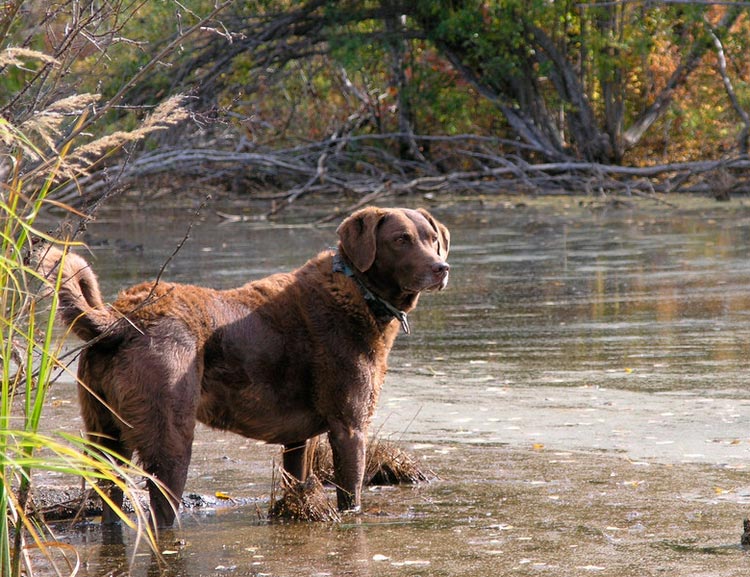 Retriever de la baie de Chesapeake dans l'eau