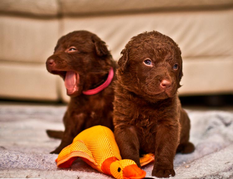 Combien coûte un Chesapeake Bay Retriever ?