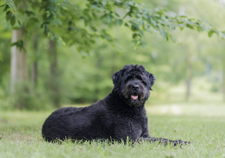 Un Bouvier des Flandres soigné