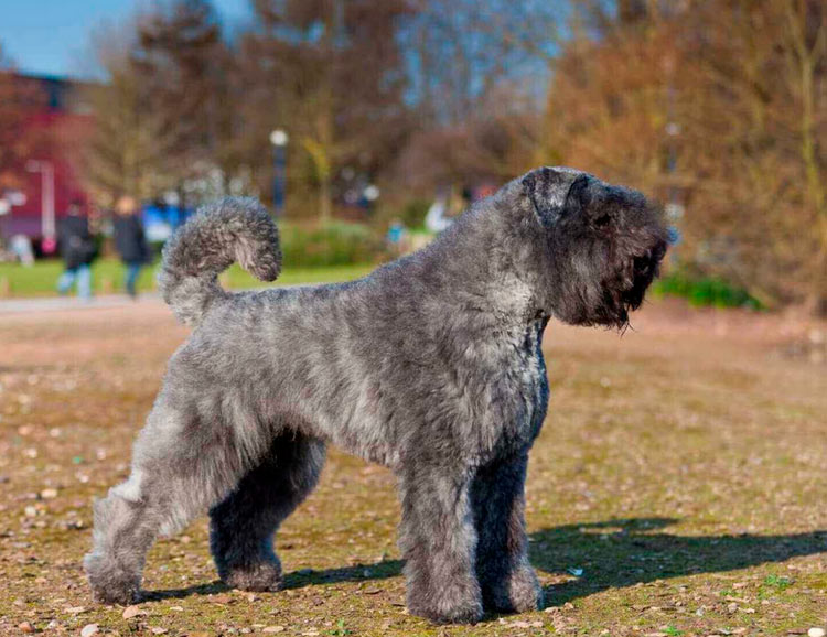 Bouvier des Flandres