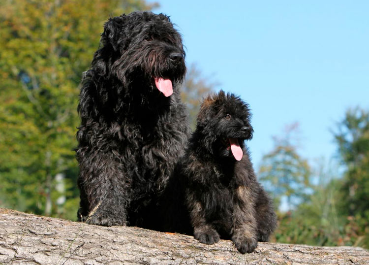 deux chiens Bouvier des Flandres
