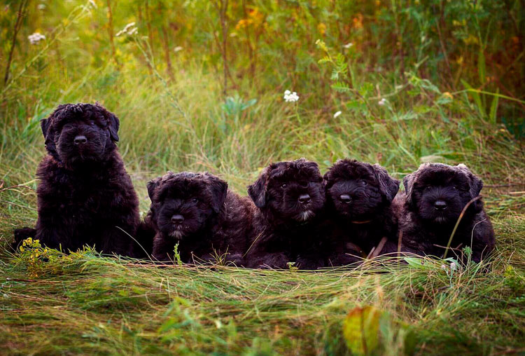 chiots Bouvier des Flandres