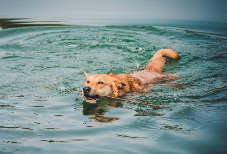 Chien de Canaan dans l'eau