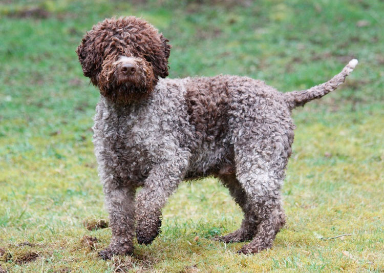 Chien Lagotto Romagnolo