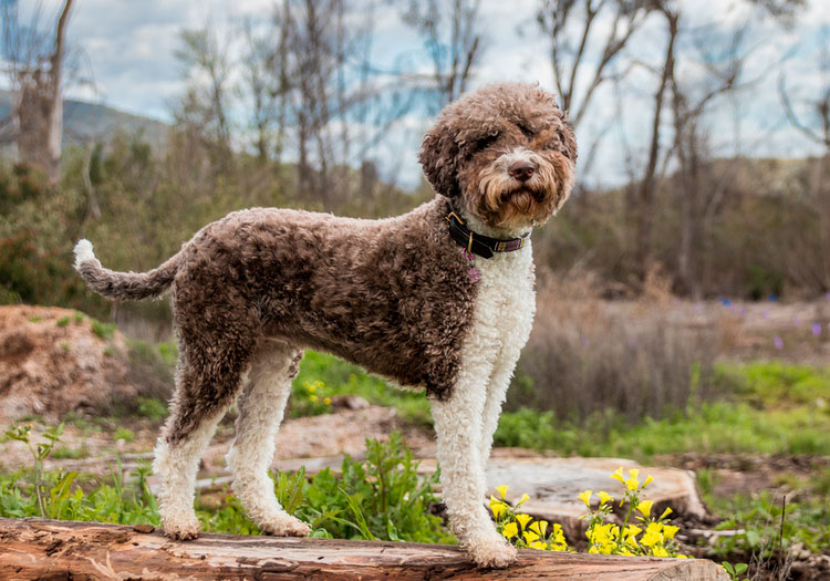 Lagotto Romagnolo dans une coupe de cheveux