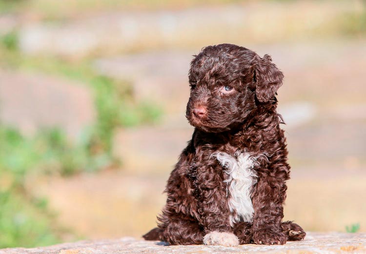 Chiot Lagotto Romagnolo