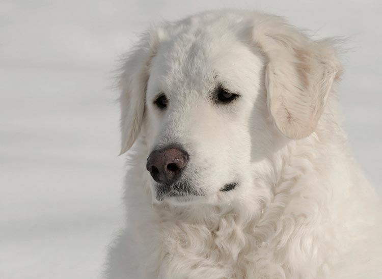 Berger polonais de race Podhale