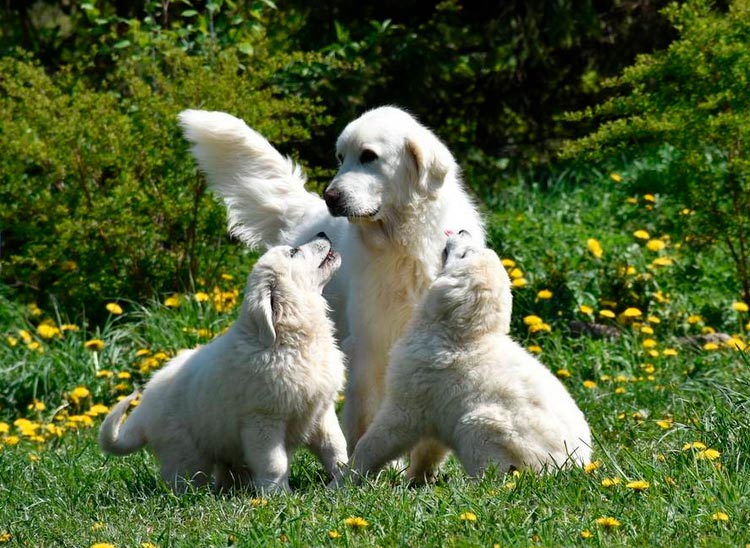 Chiens de berger polonais de Podhale