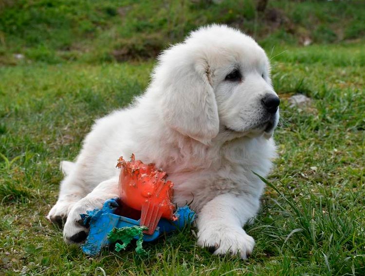 Chiot Berger Polonais Podhale