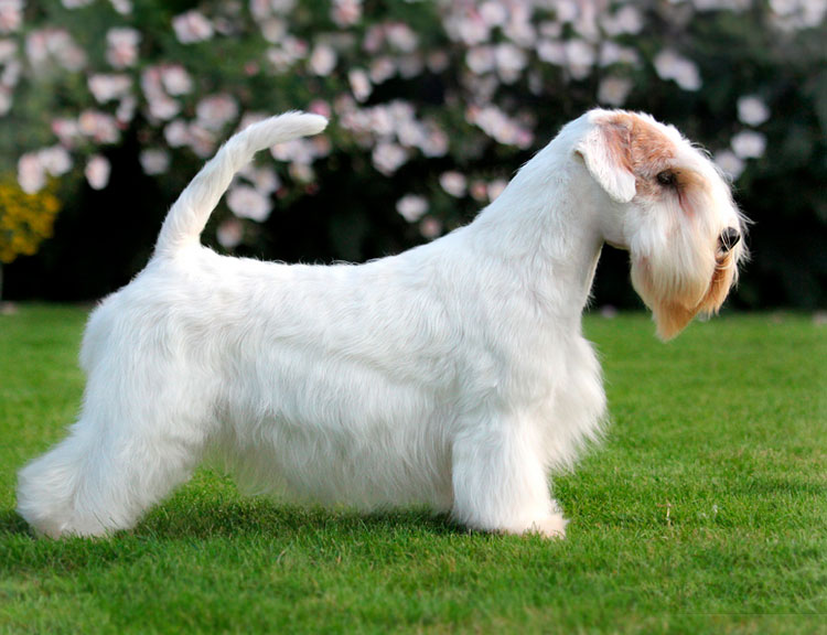 Standard du Sealyham Terrier