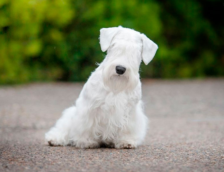 Terrier de Sealyham blanc