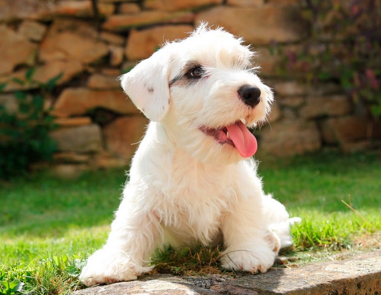 chiot Sealyham Terrier