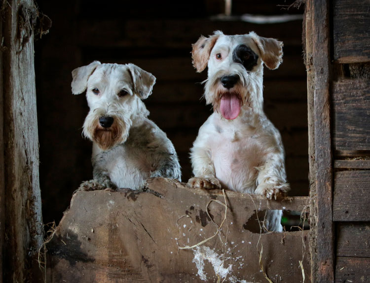 photo de Sealyham Terrier
