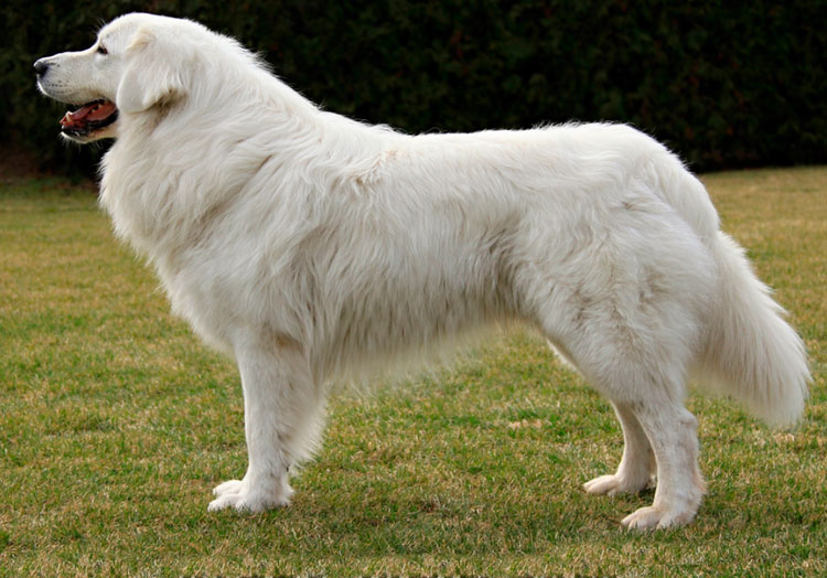 Standard du mec slovaque