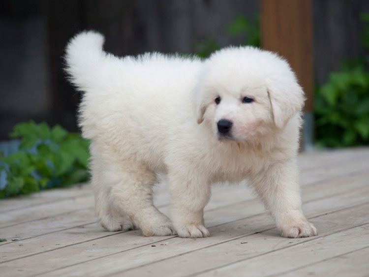 Combien coûte un chuvač slovaque ?