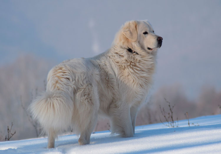 photo de race tchouvache slovaque