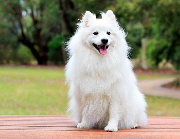 race de chien Volpino Italiano