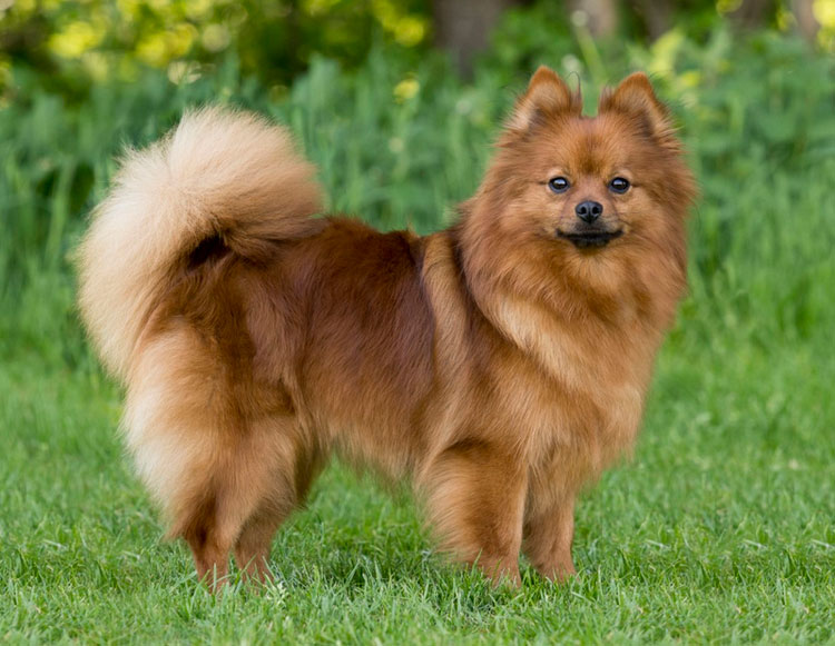 Volpino Italiano brun