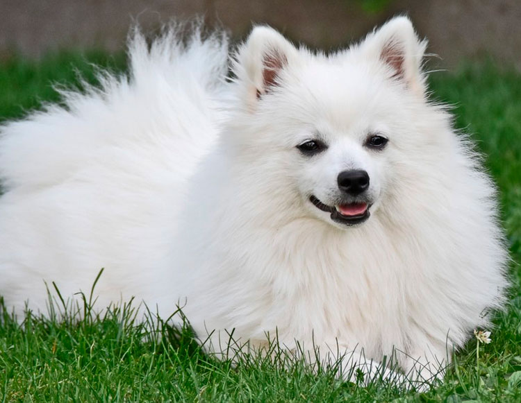 Chien Volpino Italiano